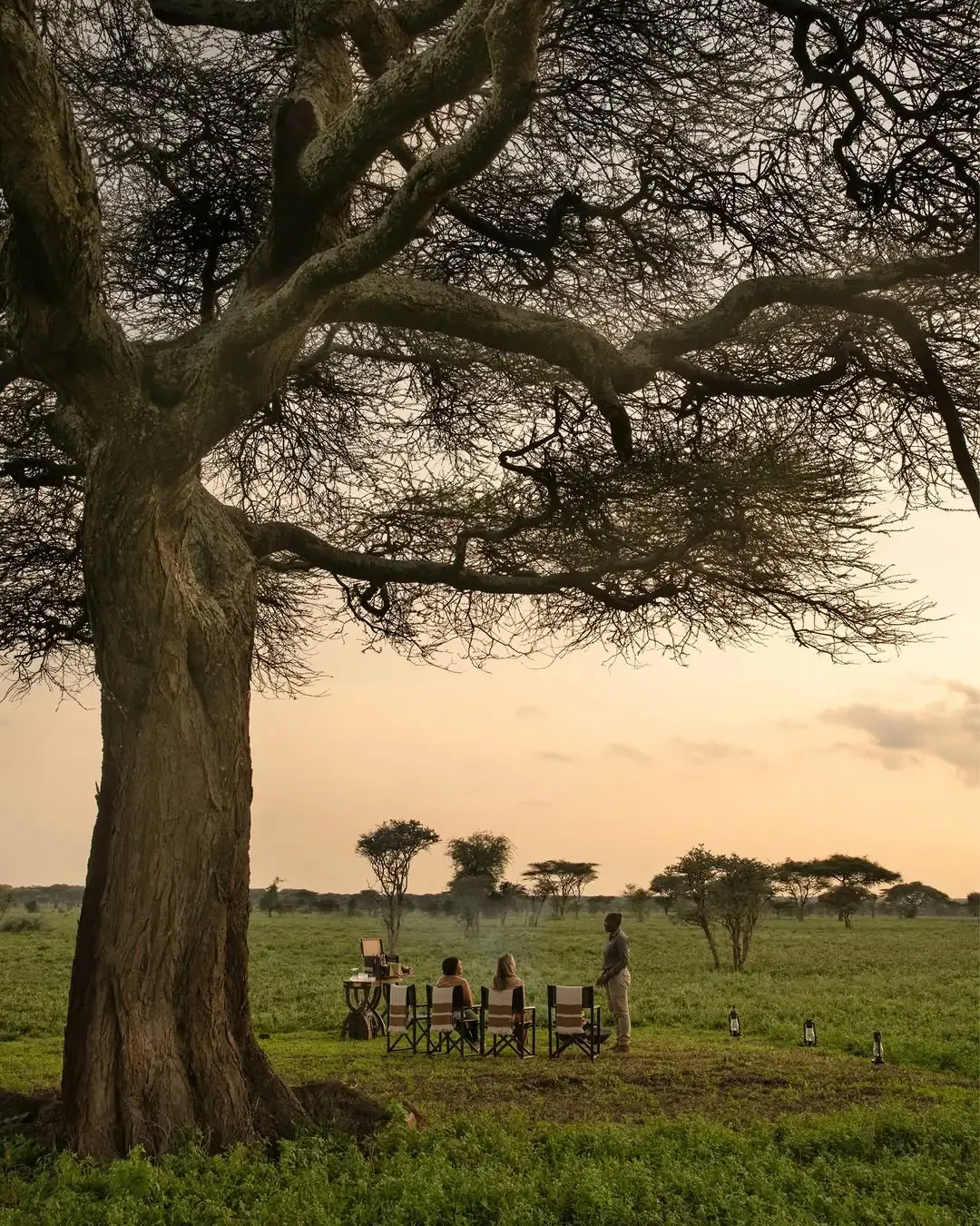 Two guests sit in folding camp chairs beside a guide, beneath a huge acacia tree at dusk, with lanterns on the grass and open plains behind, at Mwiba camp in Tanzania.