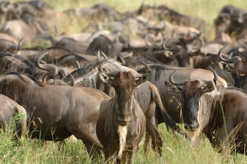 Serengeti Migration: 6-Day the Mara River Crossing at Glance