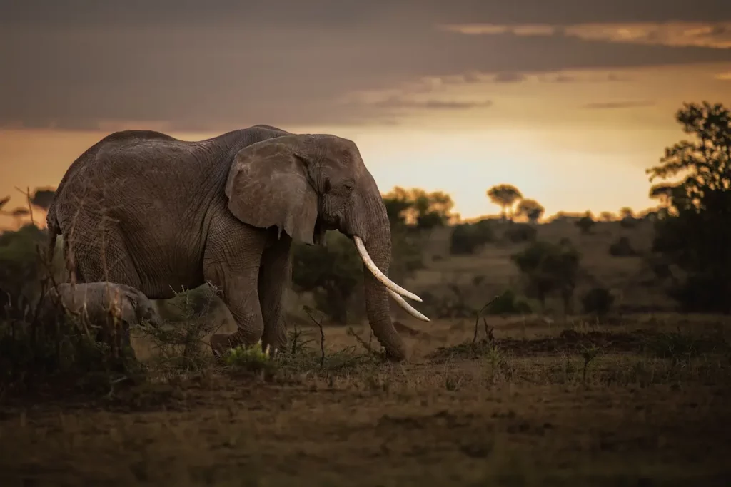 Ultimate Private Charter Safari to Tanzania
