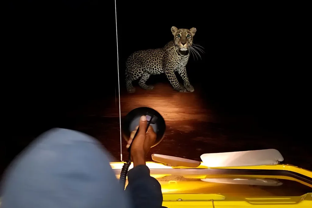 Night Game Drive| Serengeti National Park