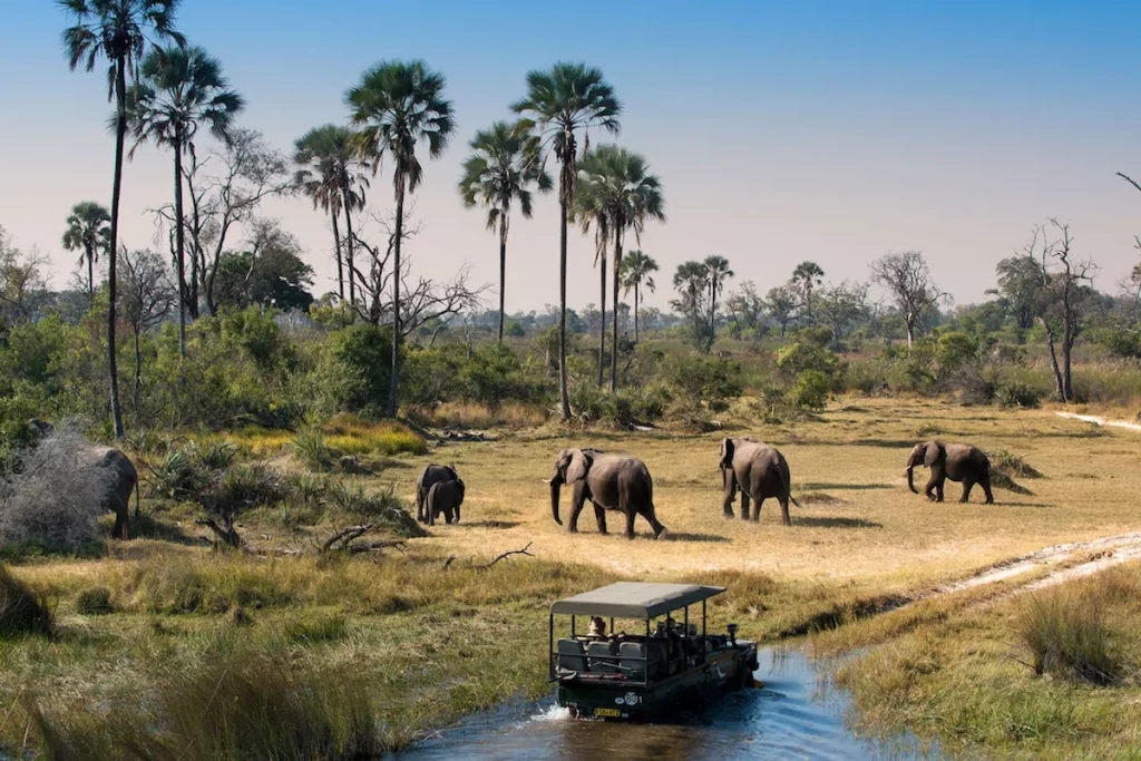 game drive at Nyerere National Park 