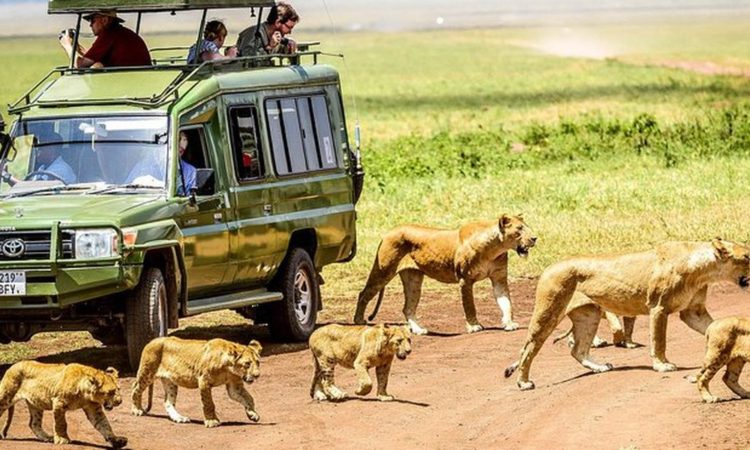 Game drive at Ngorongoro Crater