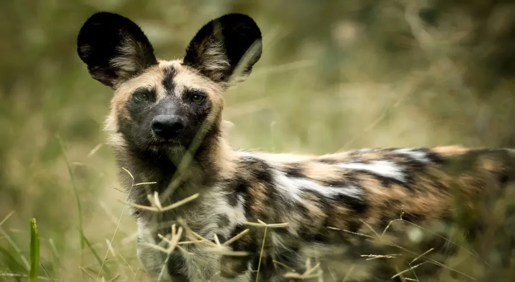 Wild dog in Serengeti Africa Tanzania