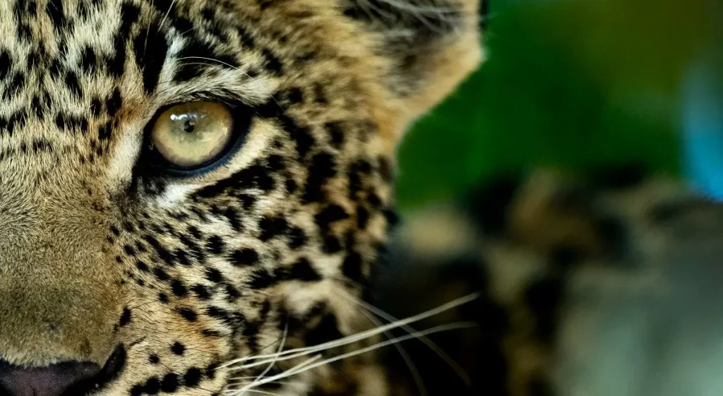 Leopard in Serengeti National Park