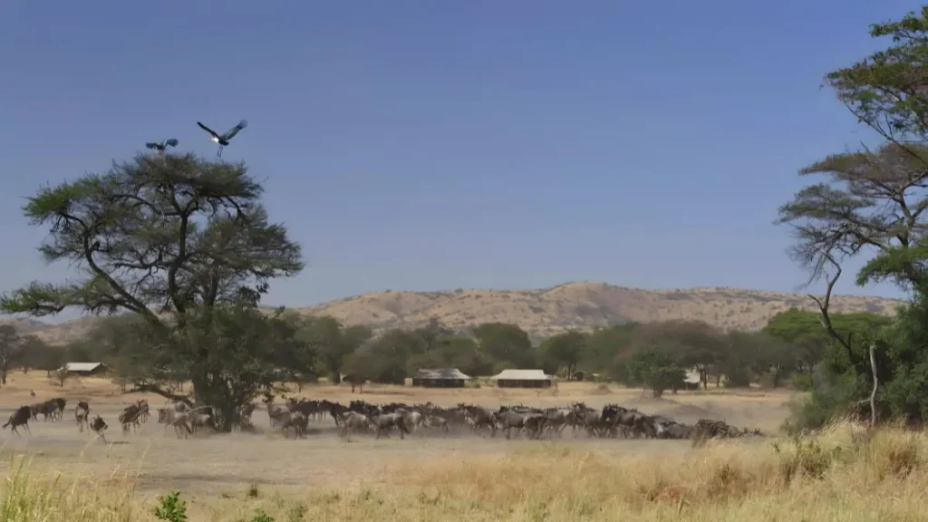Great Migration Serengeti 2024 – 2025