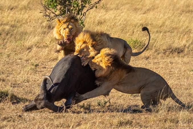 lions fighting against prey in Serengeti national park