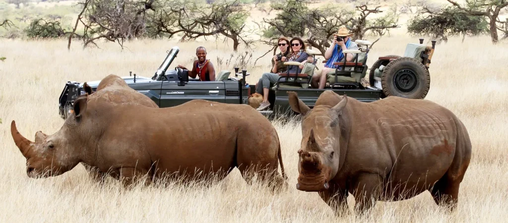 Guests exploring white rhinos in Lewa Conservancy