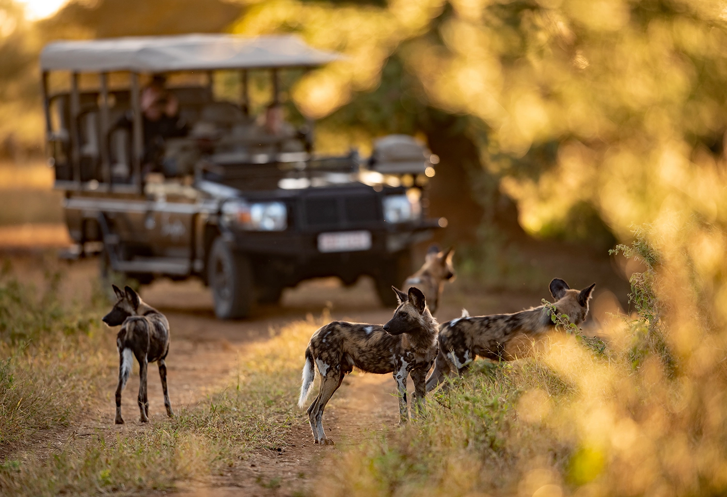 Walking safari on foot with a guide in the Tanzania bush